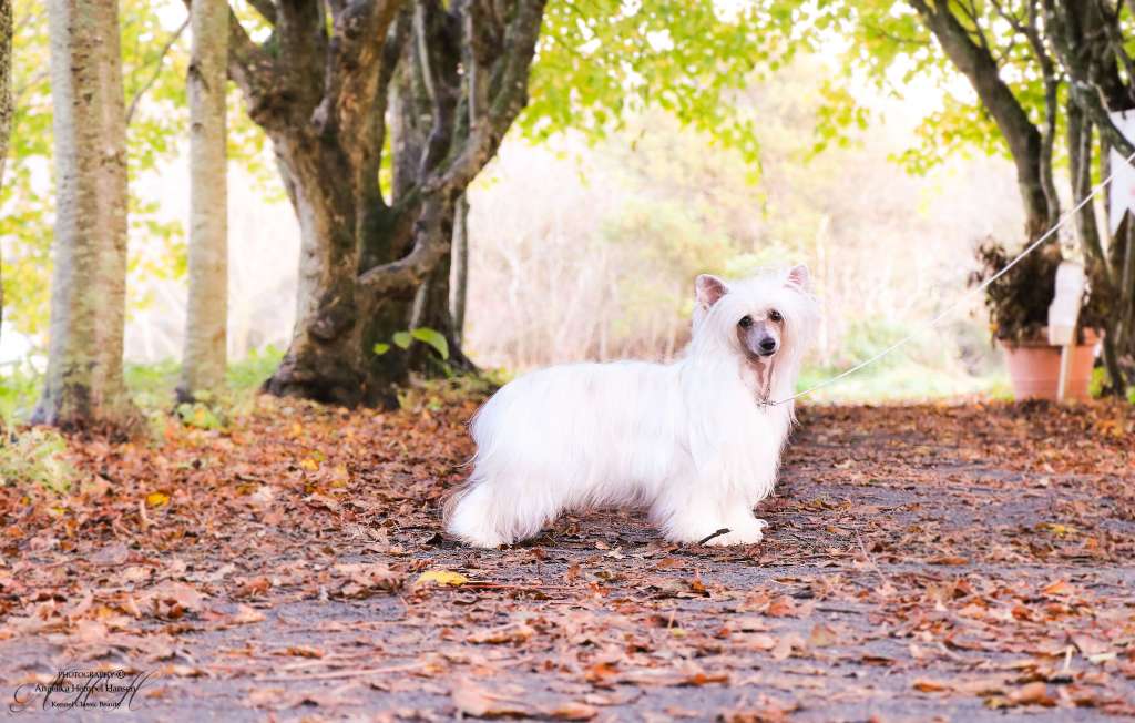 Jean Dark October Song