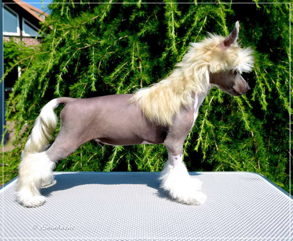 Lalique von Shinbashi