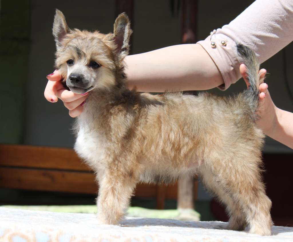 Yasha Kalis z Treste