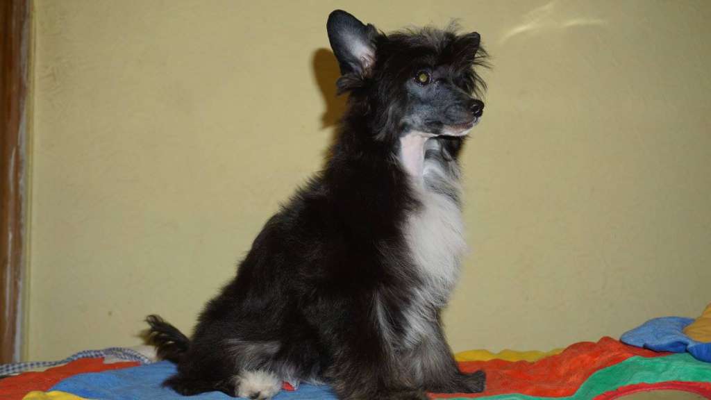 Karen Planet Of Dream