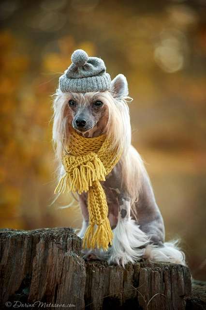 Sonia Planet Of Dream