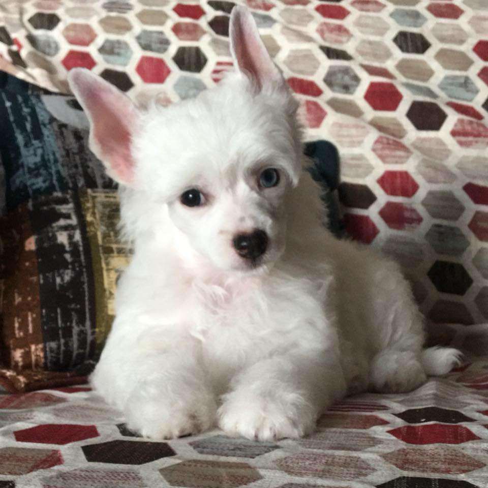 Sombras Magicas Dulce Filosofia