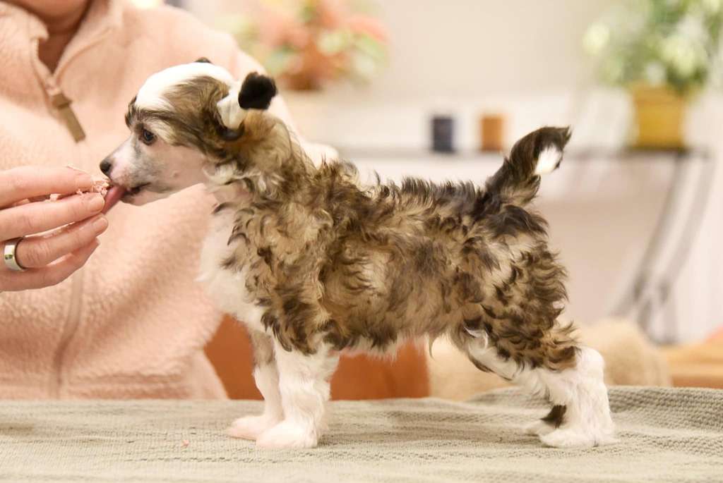 Konishiki Eggstatic (sorry duplicate)