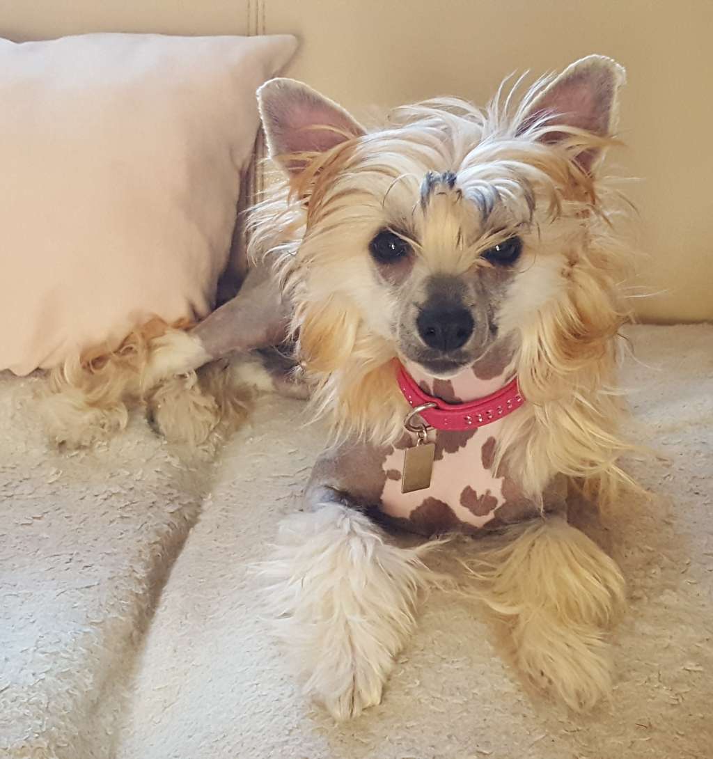 Fraja von Dolce Diamante