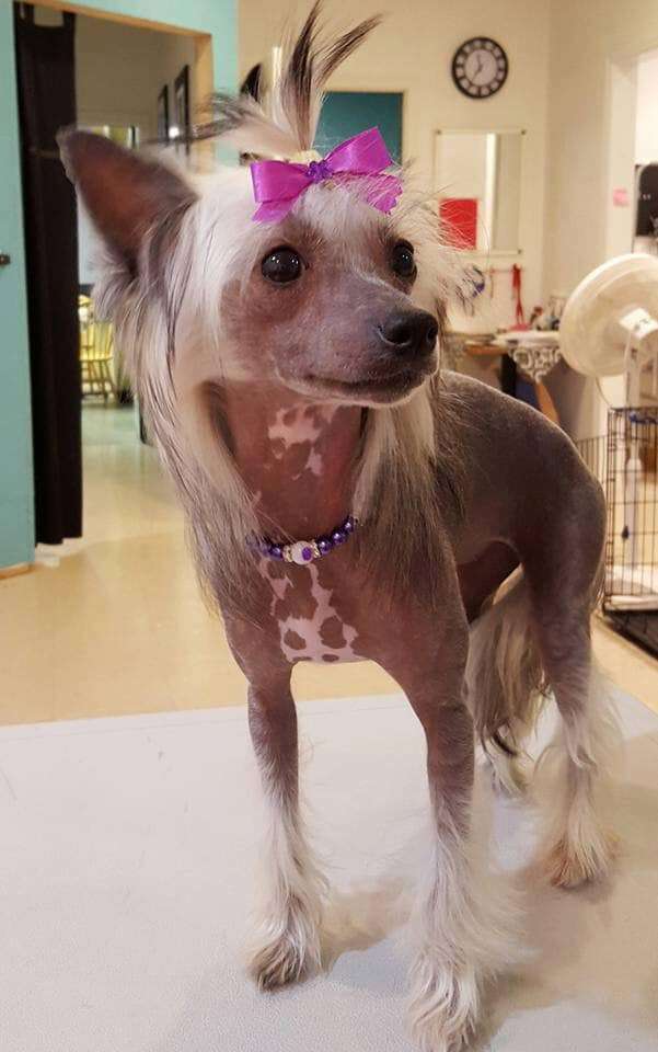 Chi-Mountain's Sladey Lady