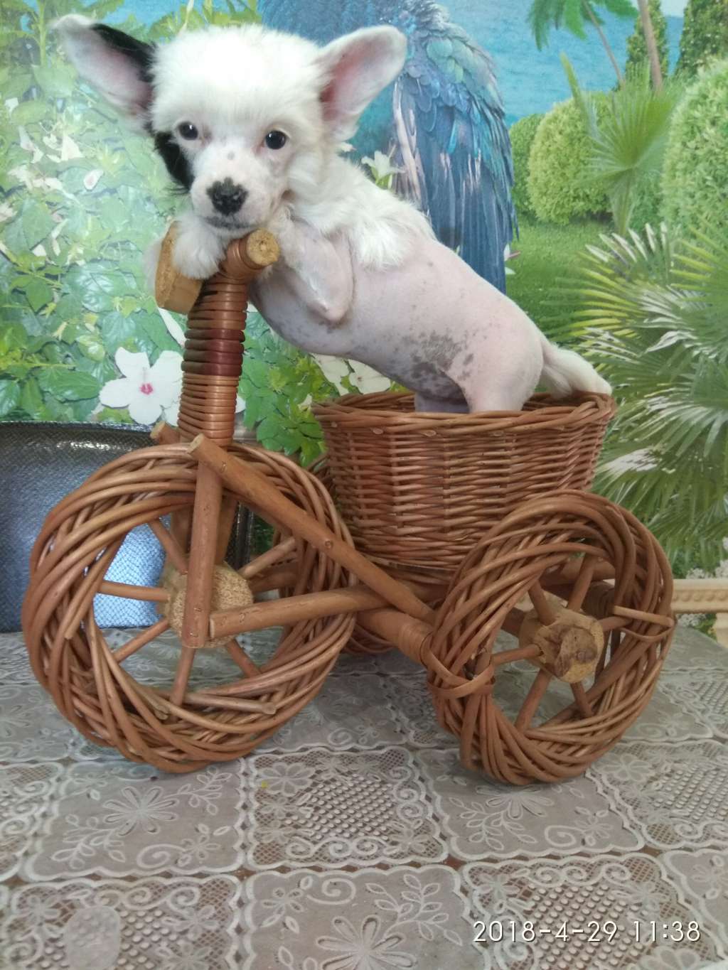 Mirabelle Bonus Westtai