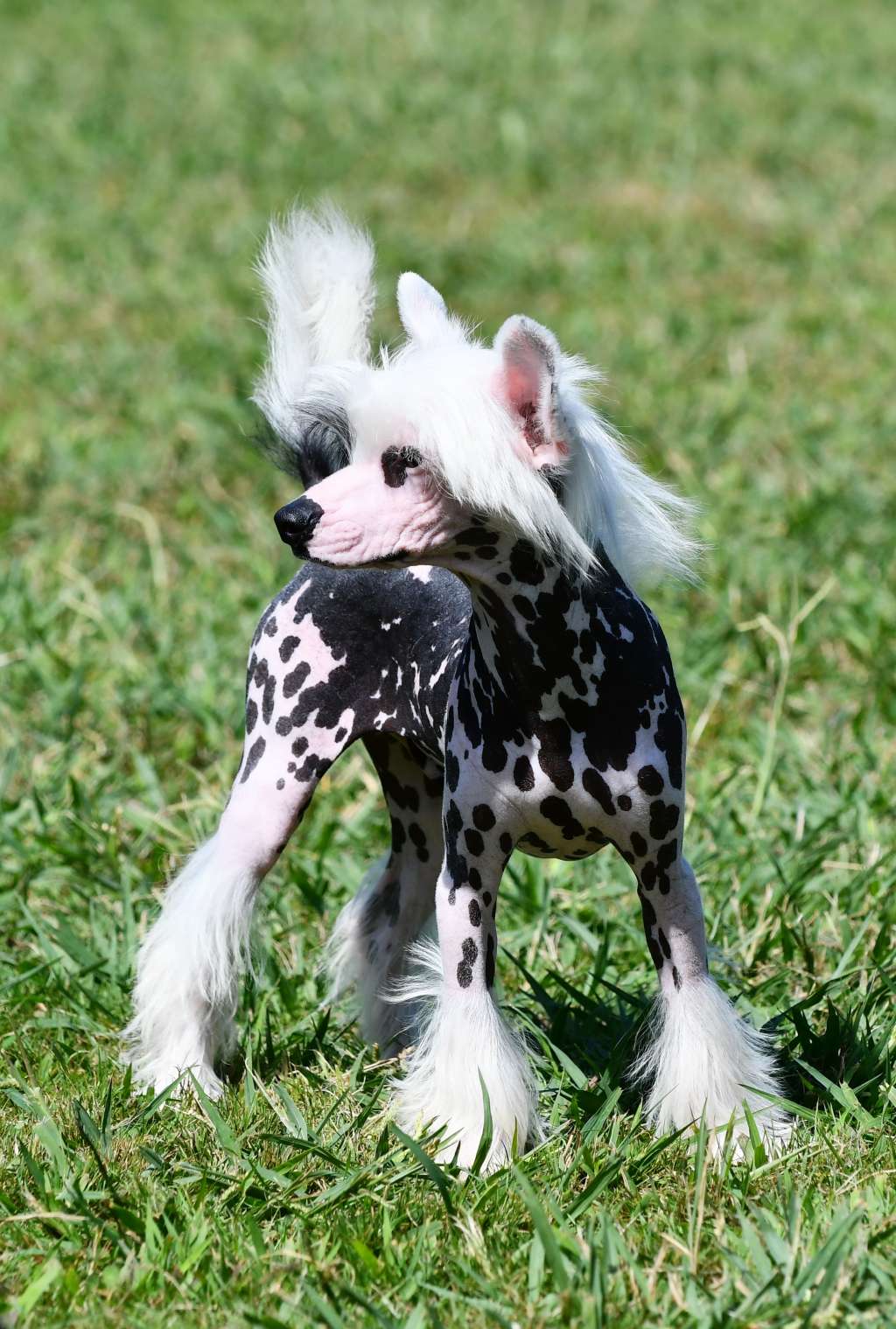 Little Dog Of Dream Our Rockstar