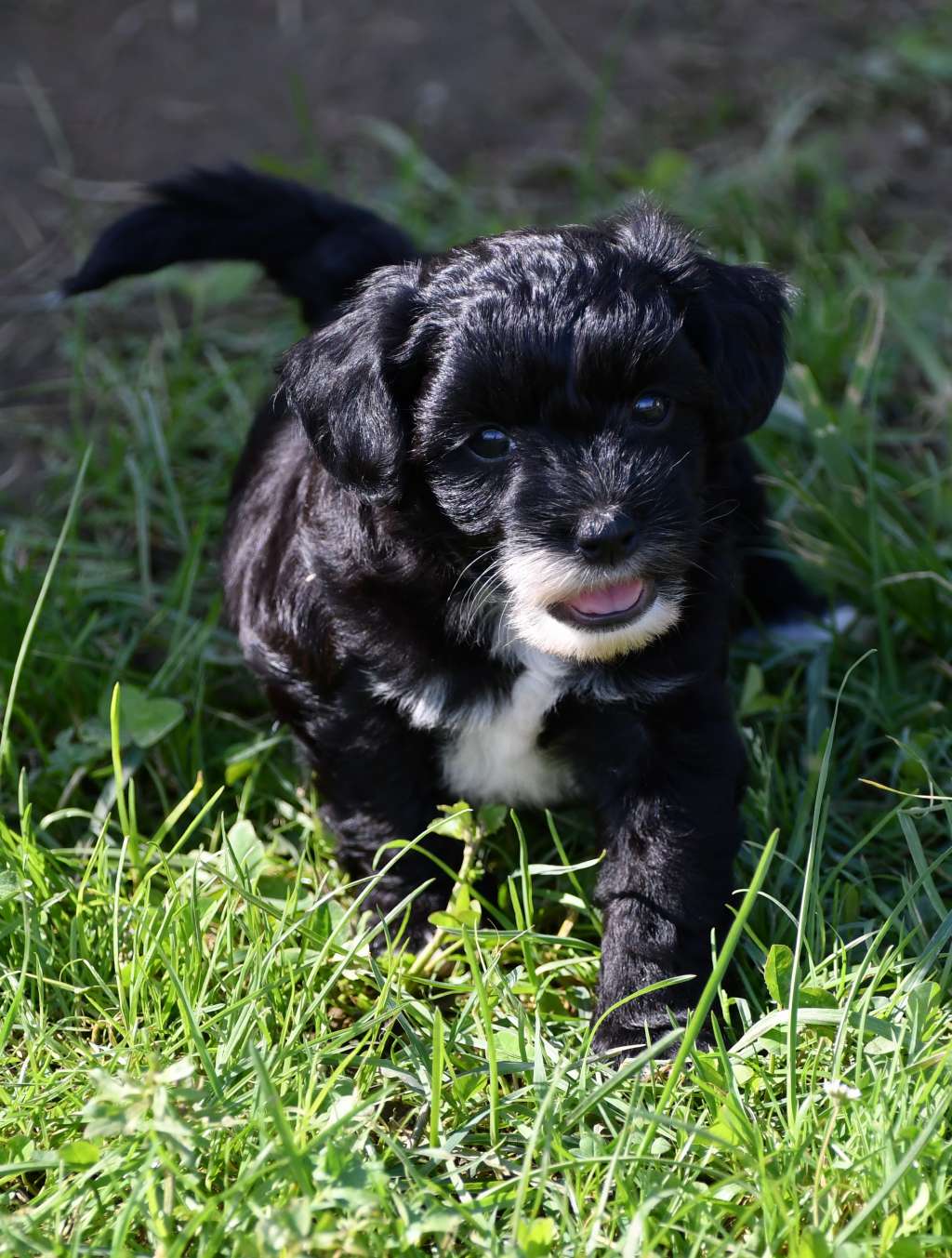 Little Dog Of Dream Ok For The Party