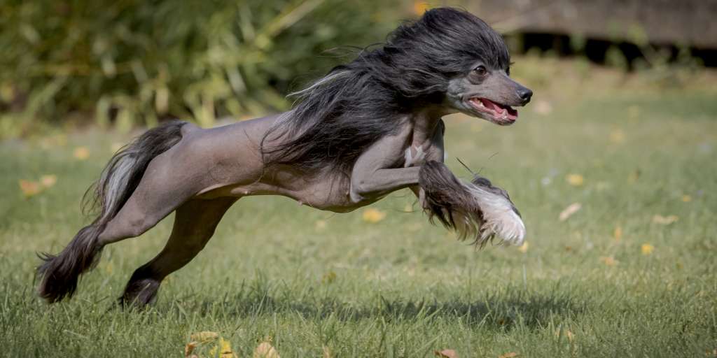 Little Dog Of Dream One More Night