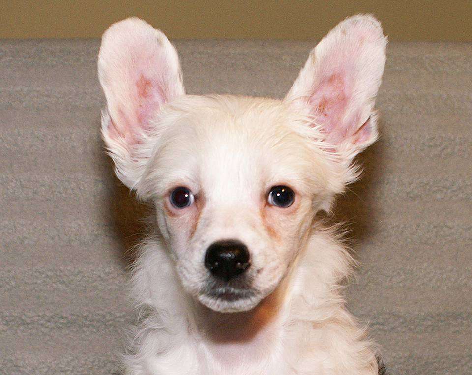 Denize'z Gizmo'z Splash Attack