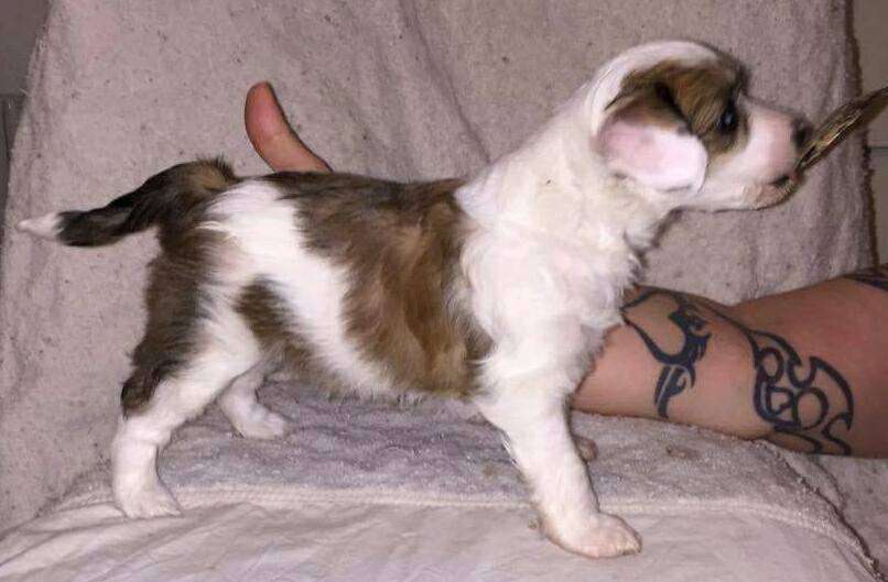 Denize'z Gizmo'z Rain Of Fire