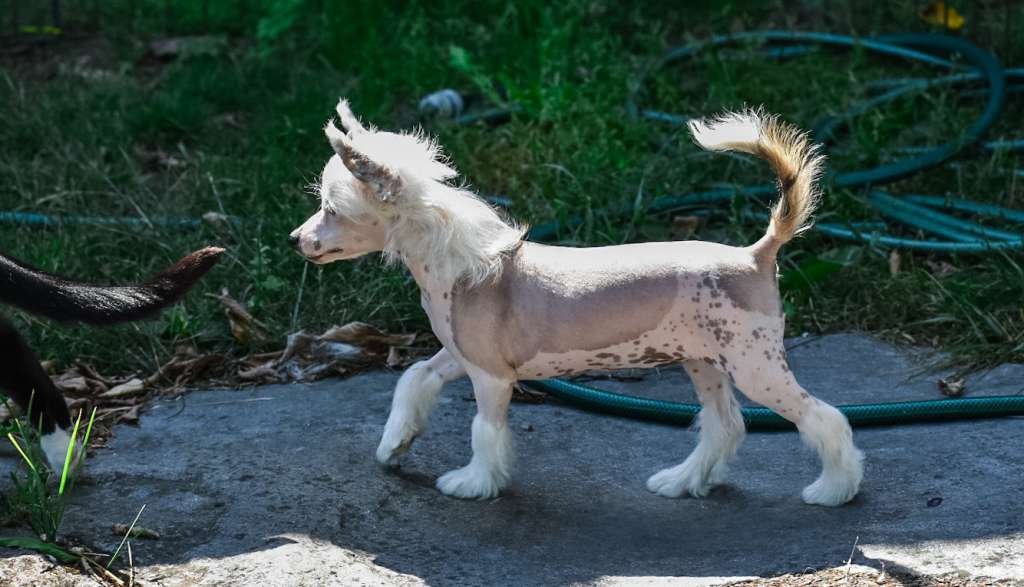 Clezel's Grace The Magic Cracker