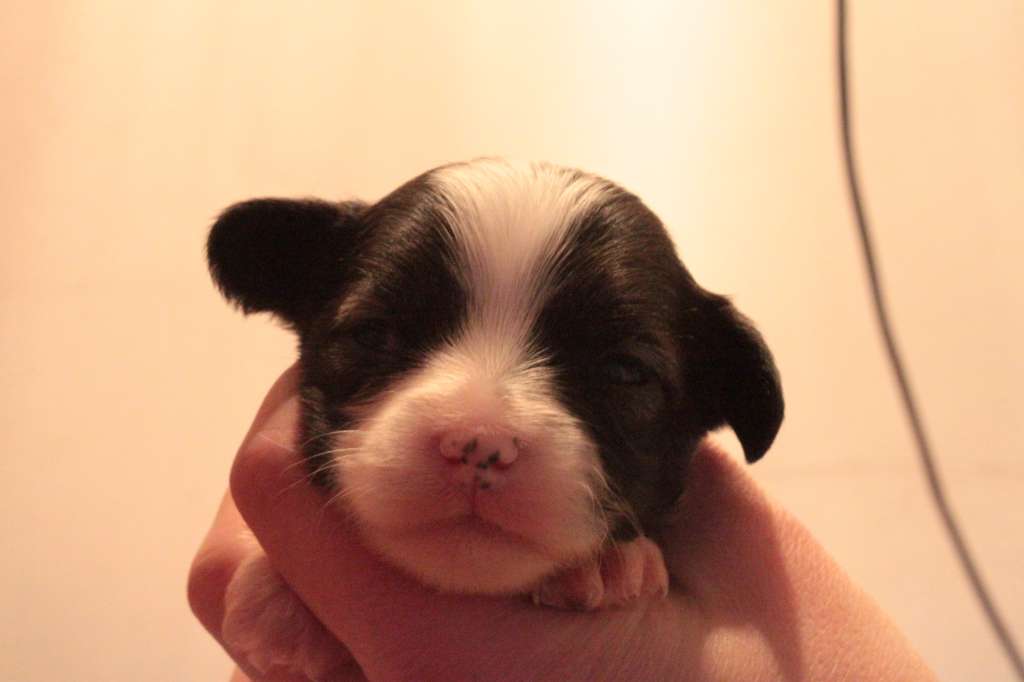 Allegranden Här Kommer Pippi Långstrump