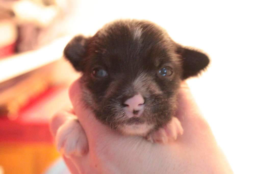 Allegranden Herr Nilsson