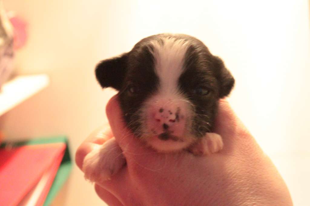 Allegranden Hej Du Lilla Gubben