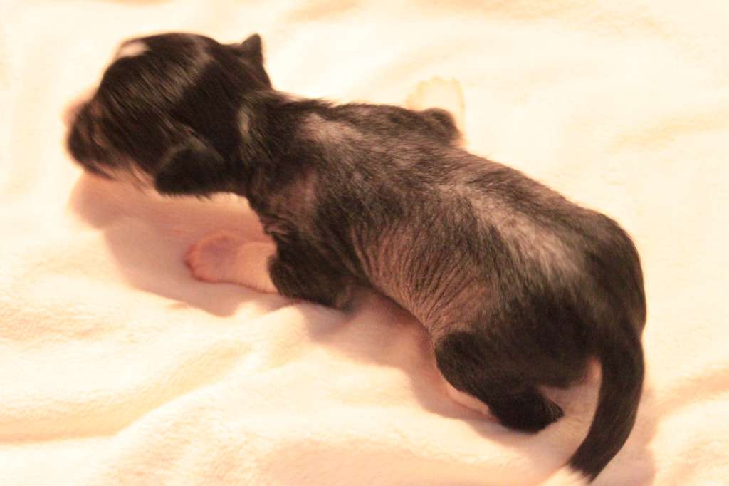 Allegranden Ha Ett Krumelurpiller