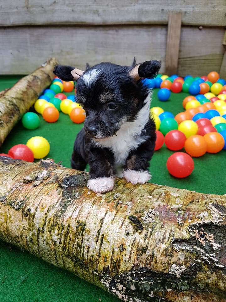 Xiao le tui trishablue