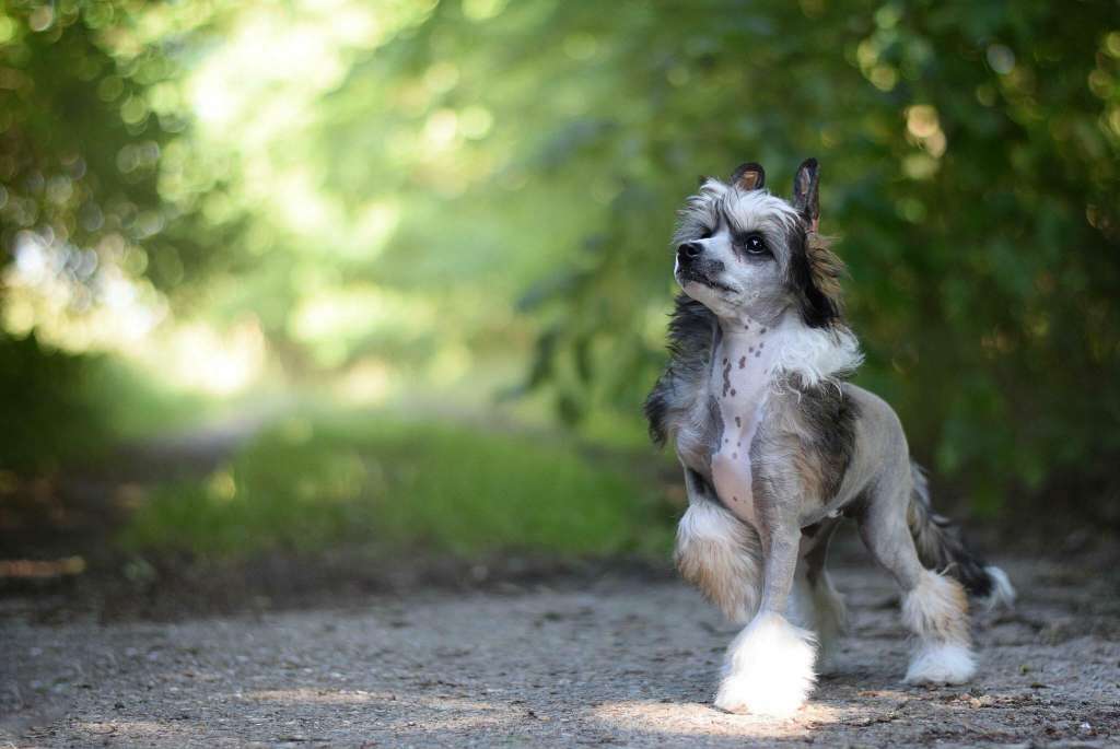 Xiao táoqì trishablue