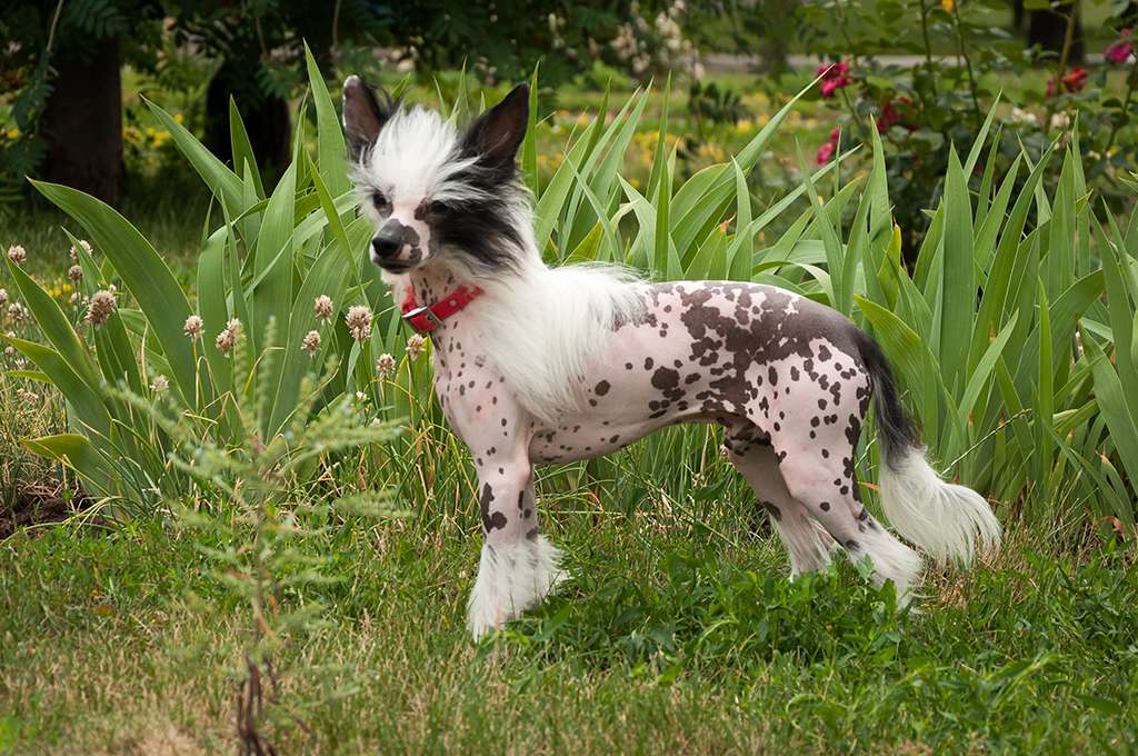 Endigo Dneprovskoye Solntse