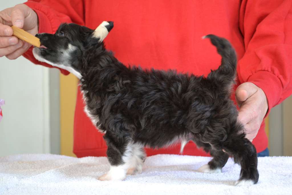 Eventyrvannets Ferdinand Fabelkonge