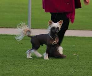 Cadiz Couldnt Hairless