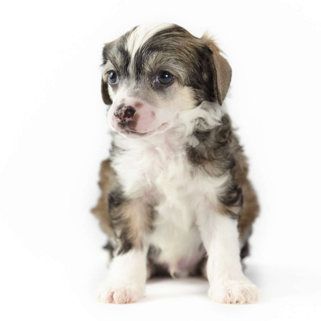 Ray Of Light Of Miracle Legacy