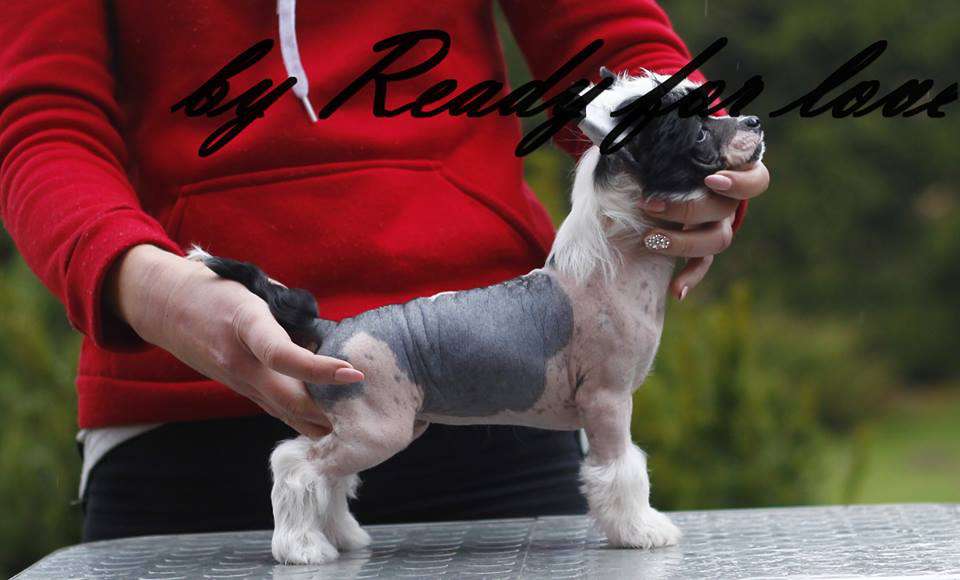 Mercedes Ready For Love