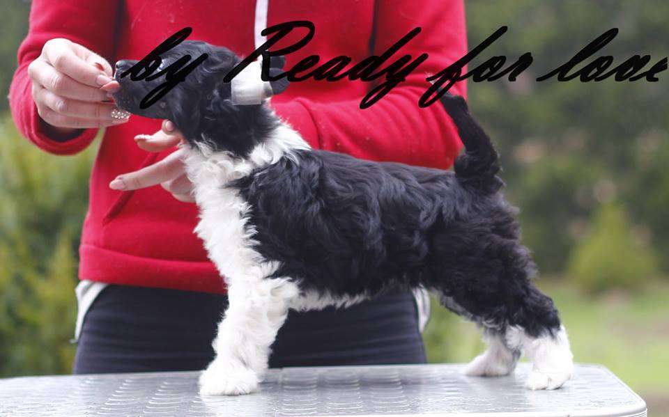 MAZDA Ready for love