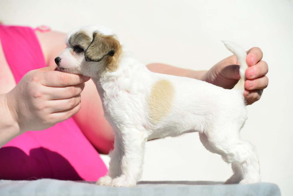 Sun Dan Dancing In The Spotlight