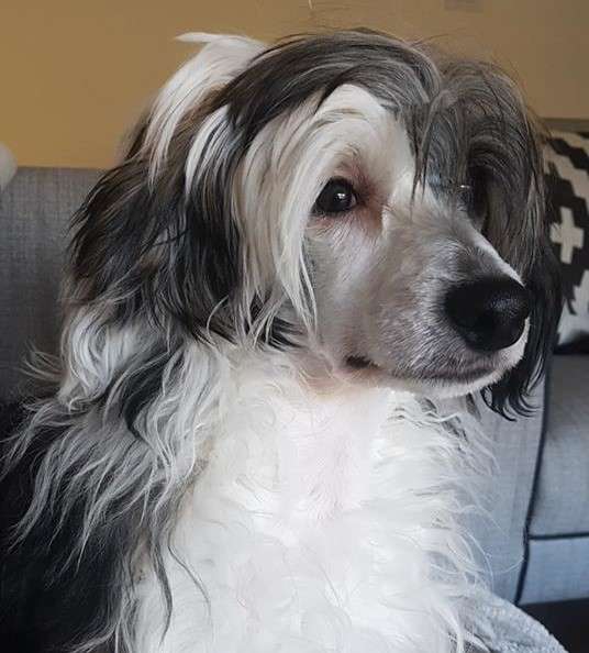 Scherzando Stars 'n' Stripes