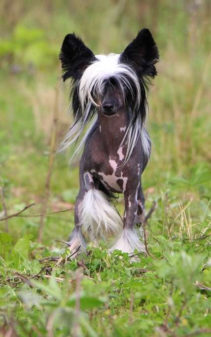 Octavia Courage iz Clana Timurlana