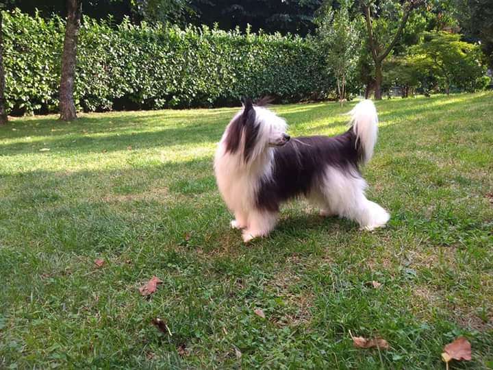 Roztropny Rycerz Sasima FCI