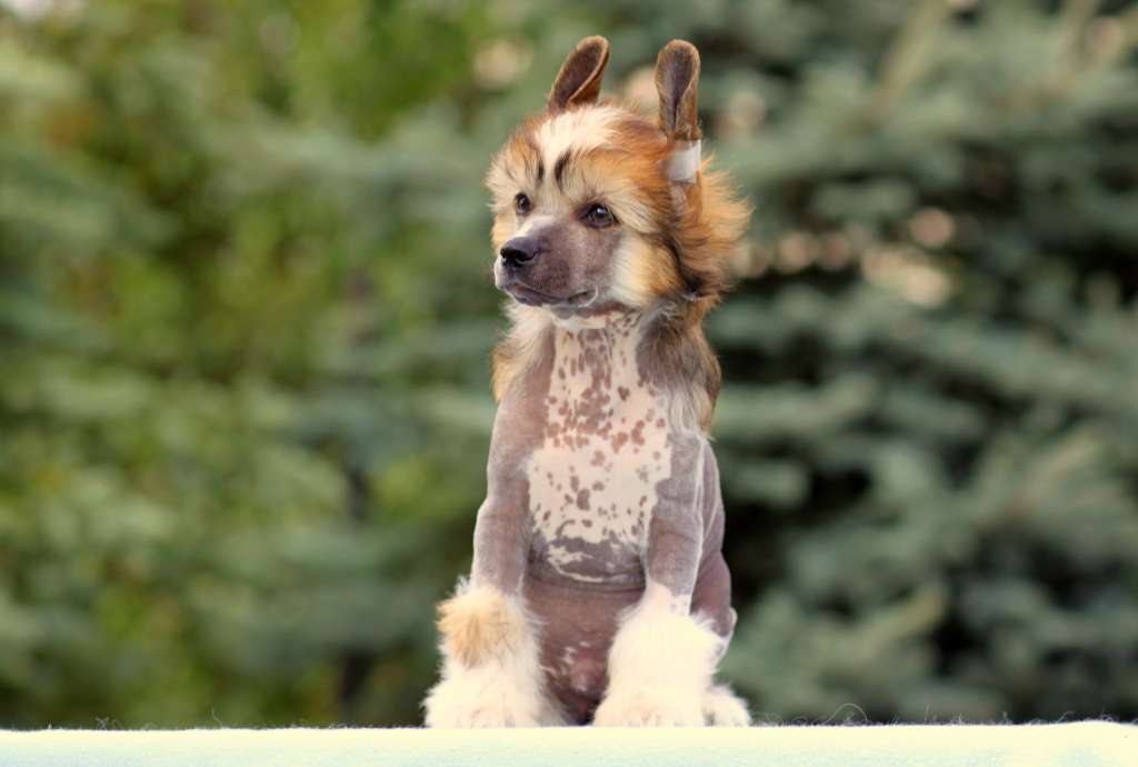 Hedonistyczny Kochanek Pretensja