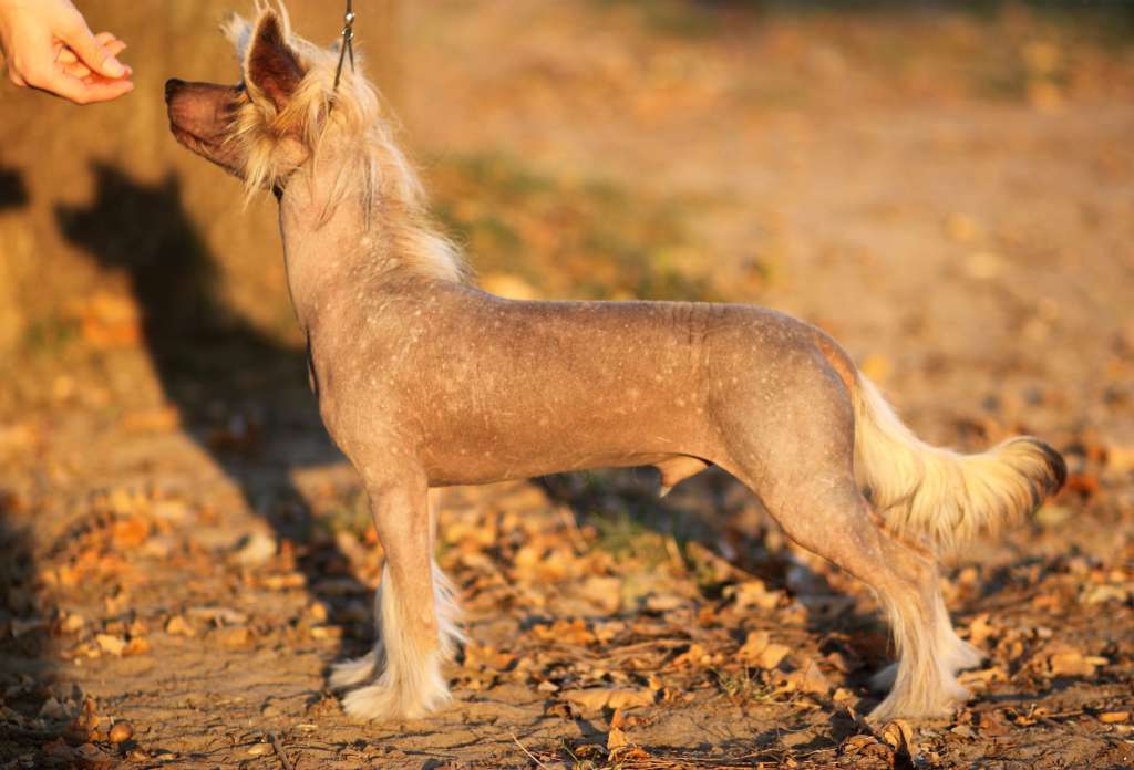 Hipotetyczny Zwyciezca Pretensja