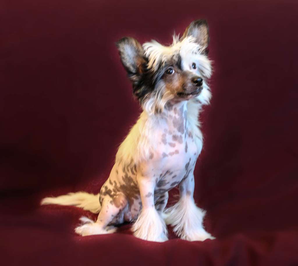 Laisan Island Zvezdnaya Magiya