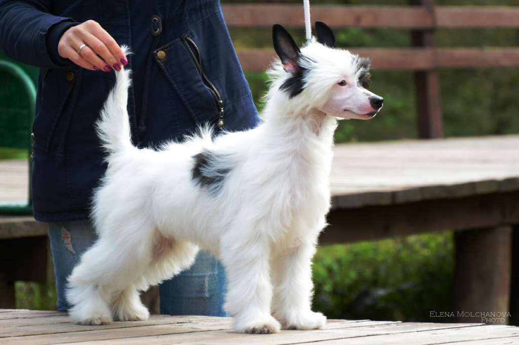 Sofiris Show Invaiting Smile