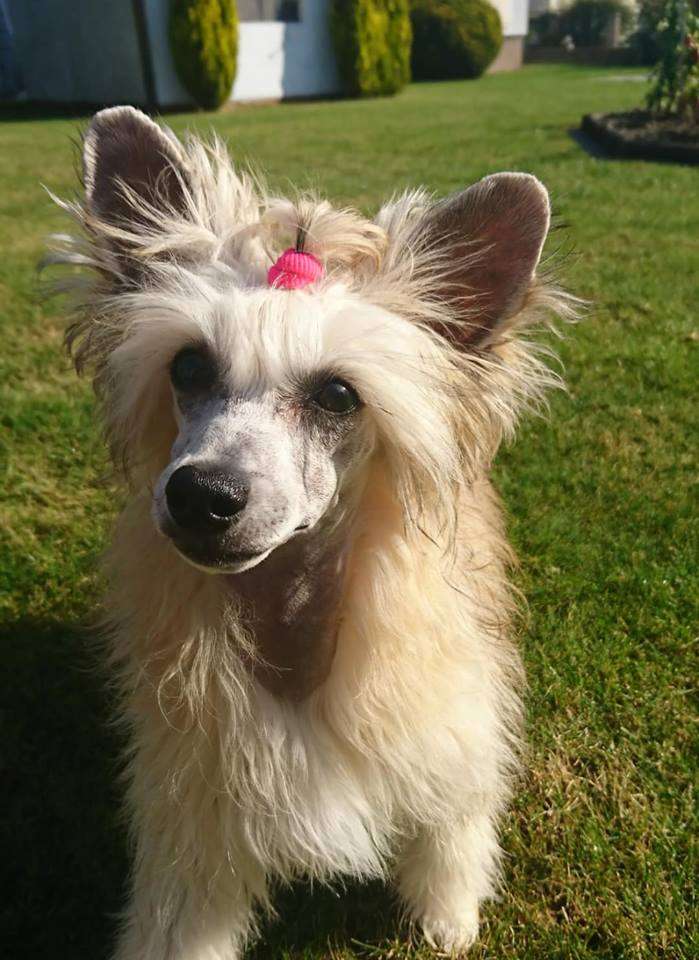 Chantal Chic Milfra-Moravia