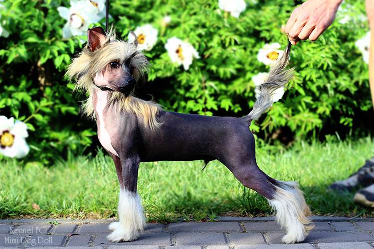 Mimi Dog Doll Halvar