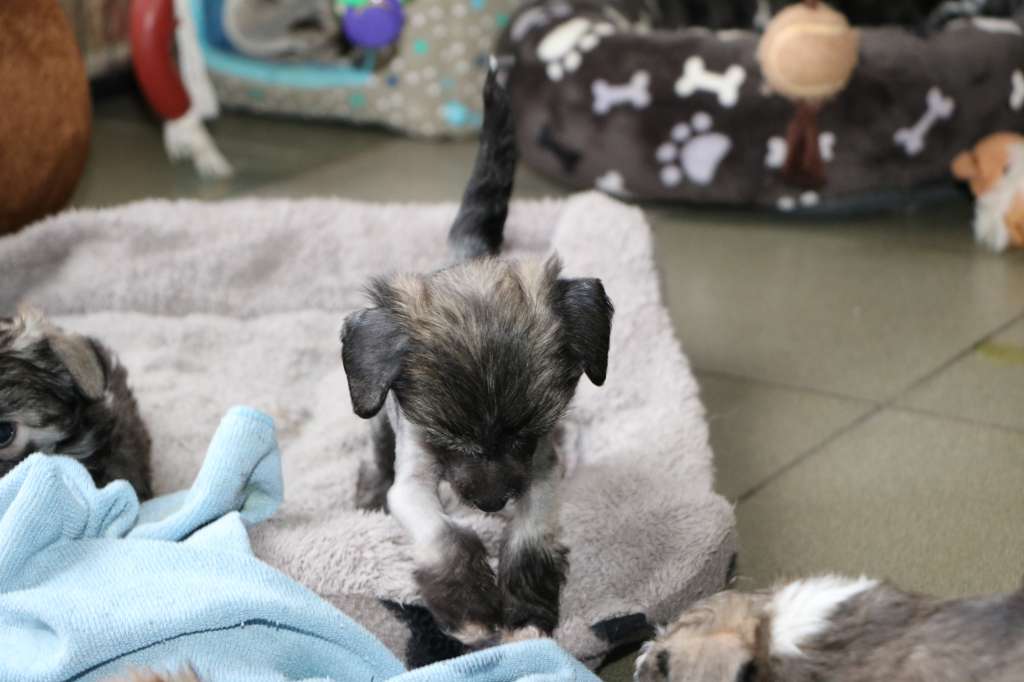 Stocky Rascals Roxine Rhapsody in Blue