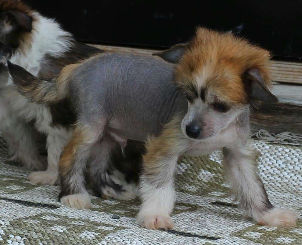 Lickershamns Feel This Moment