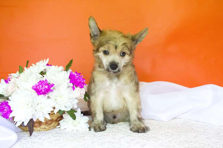 Incanto Del Mondo Cherry Brandy