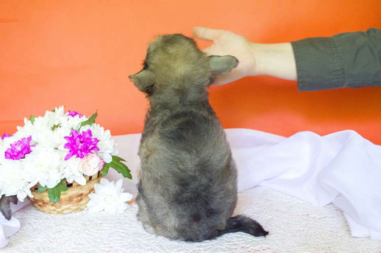 Incanto Del Mondo Choice One