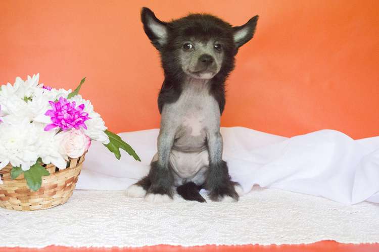 Incanto Del Mondo Cheerful Emoji