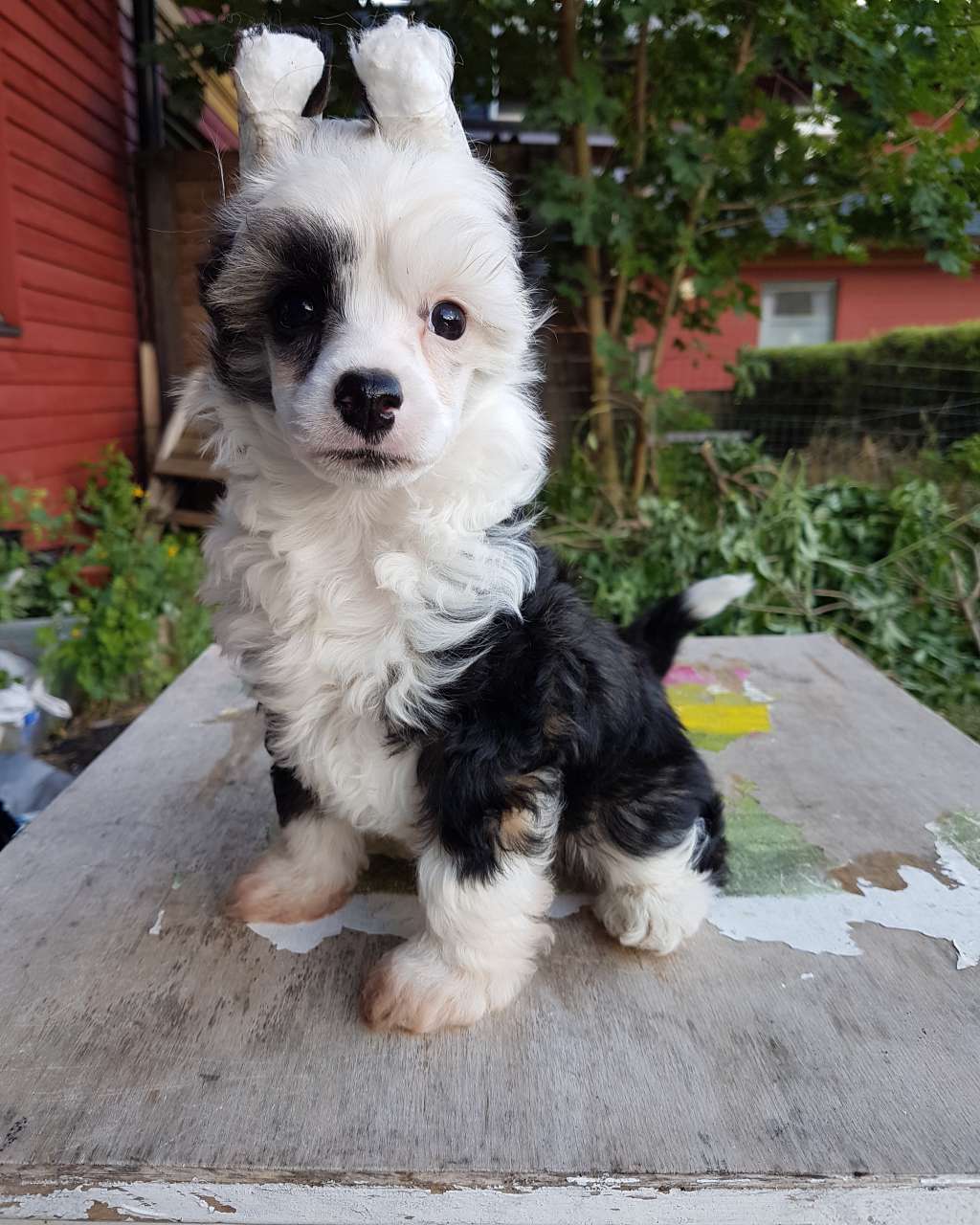 Ixtri's The True Happiness