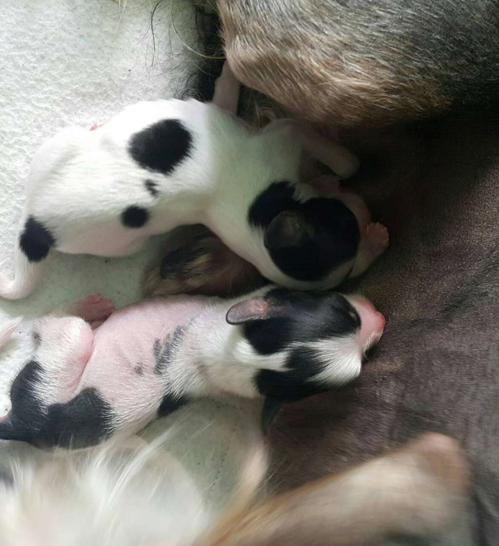 Paragon Diavik iz Clana Timurlana