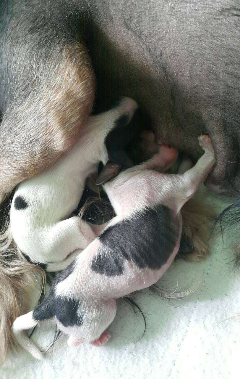 Purpose Sunrise iz Clana Timurlana