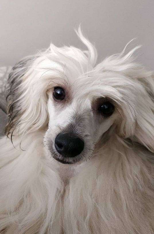 Old Chum's Special Edition