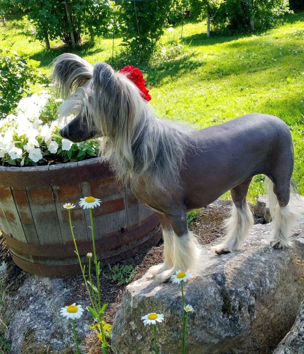 Old Chum's Super Hairy