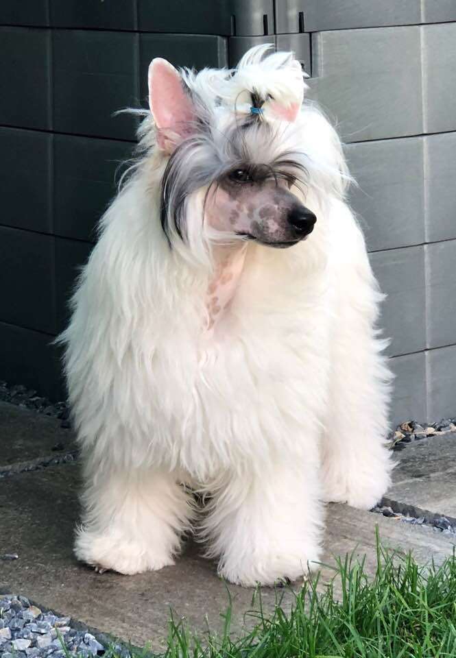 Ice Cre'me Caramella's Family