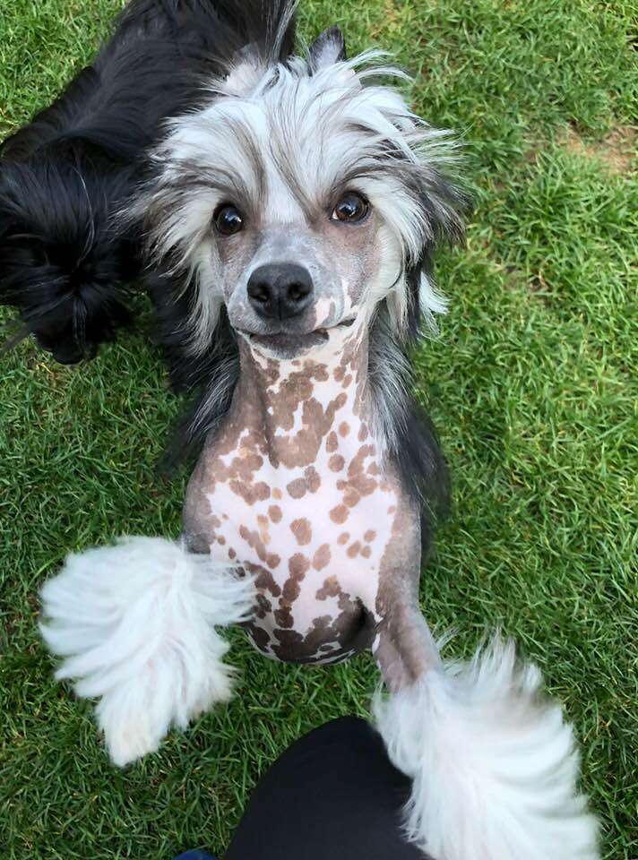 INTENSO Caramella's Family